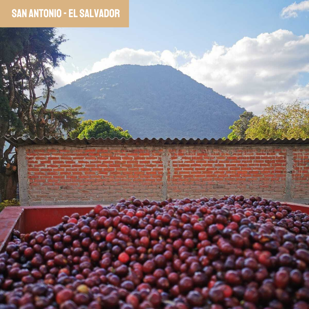CAFÉ EL SALVADOR
