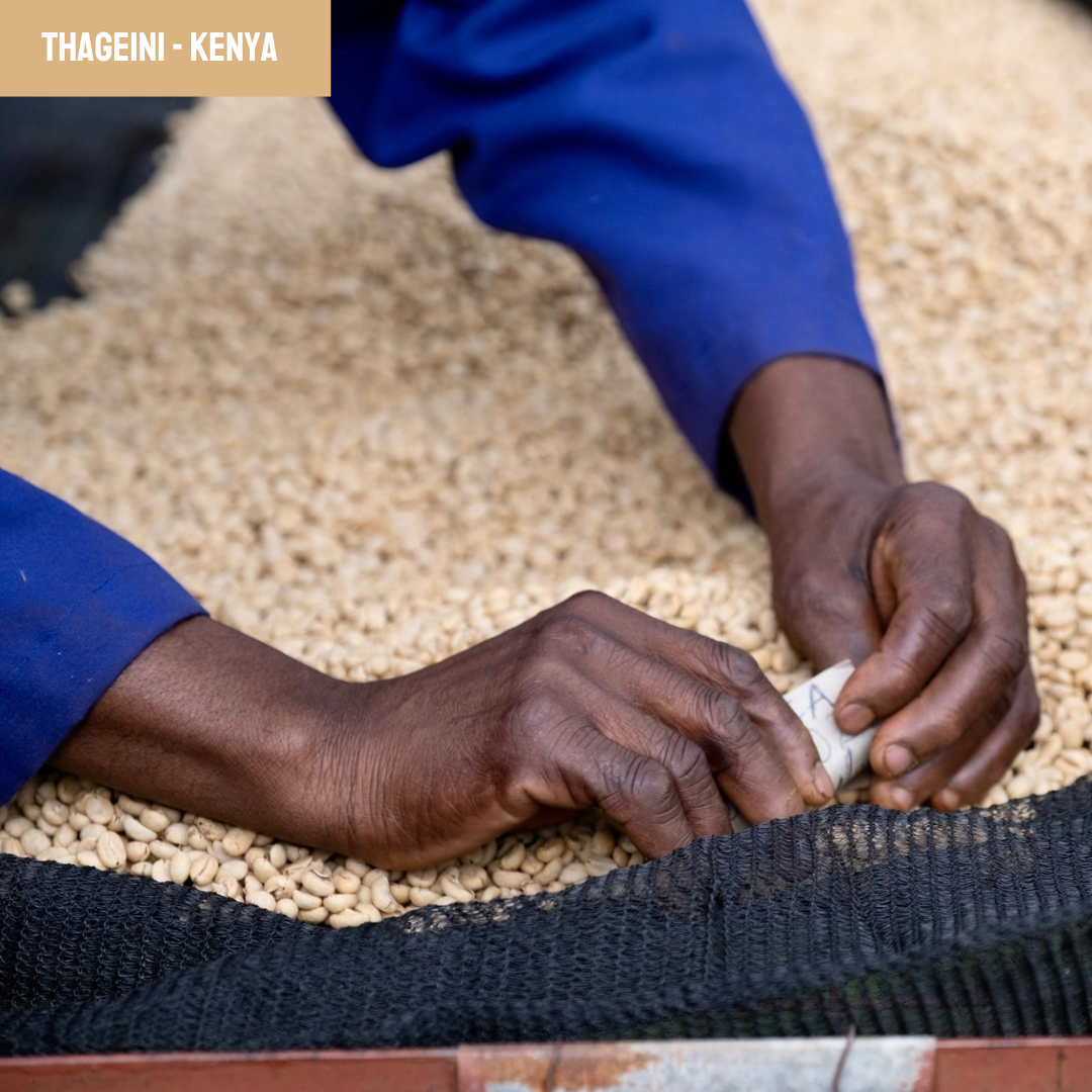 café du kenya