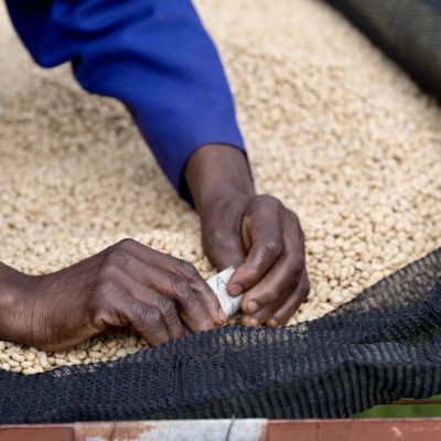 Thageini  | Kenya  | Café de spécialité  | Single Origin