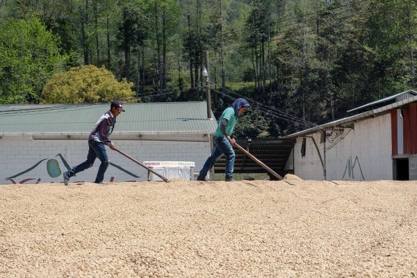 El Puente | Café de spécialité  | Honduras | Single Origin – Image 6