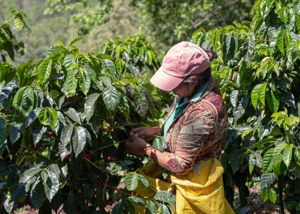 El Puente | Café de spécialité  | Honduras | Single Origin – Image 2