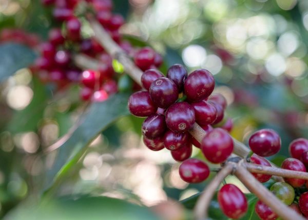 El Puente | Café de spécialité  | Honduras | Single Origin – Image 3