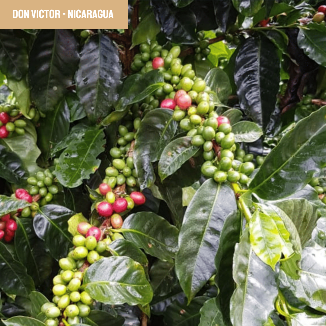 café du nicaragua