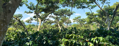 Don Claudio | Costa Rica – Image 3
