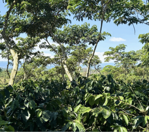 café don claudio costa rica