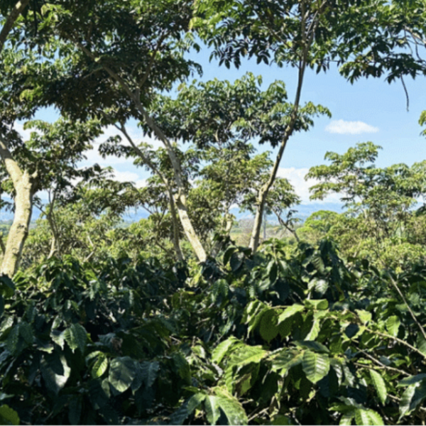 café don claudio costa rica