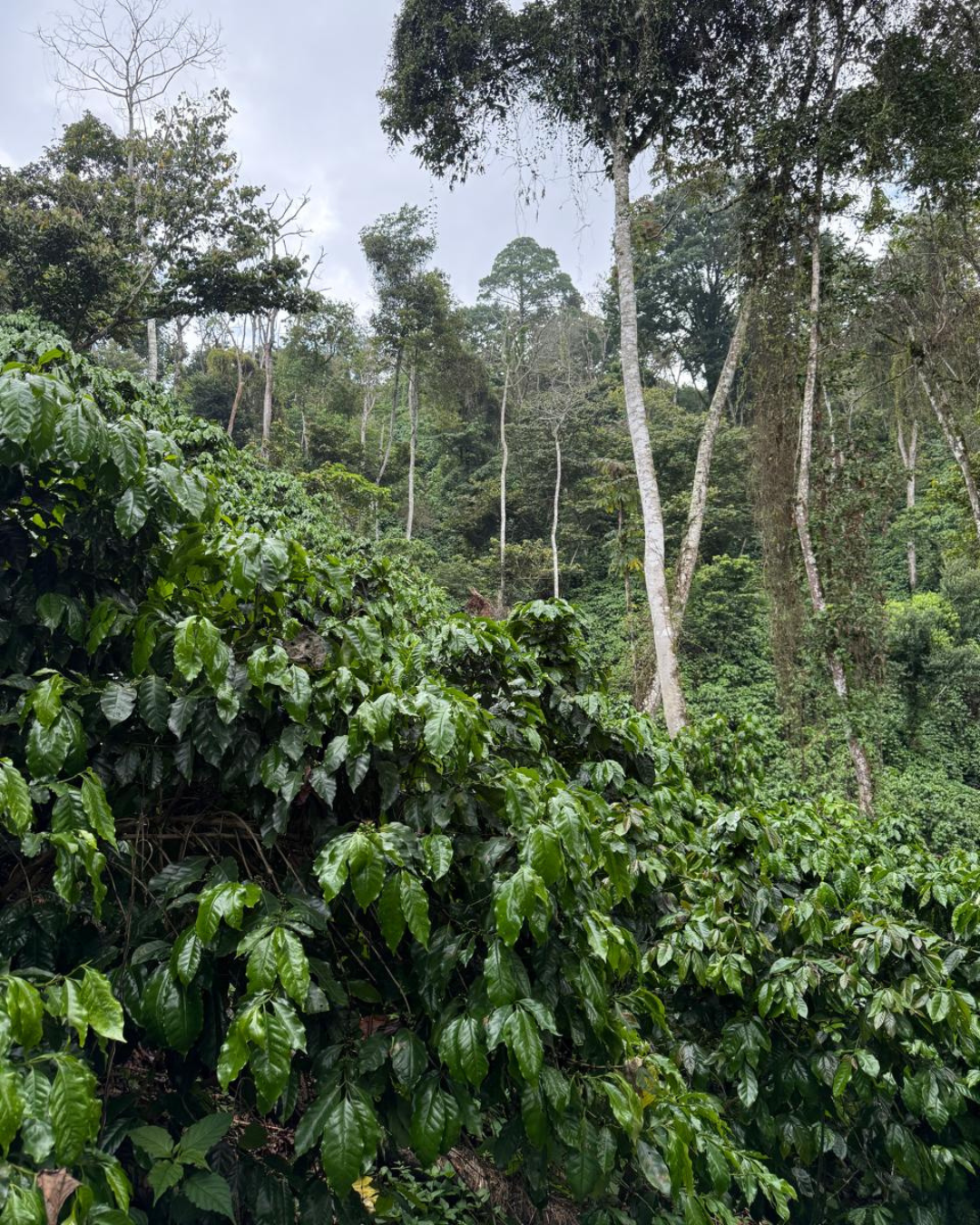 Forêt de café de spécialité