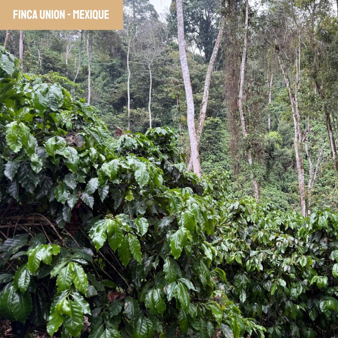 finca union café du mexique