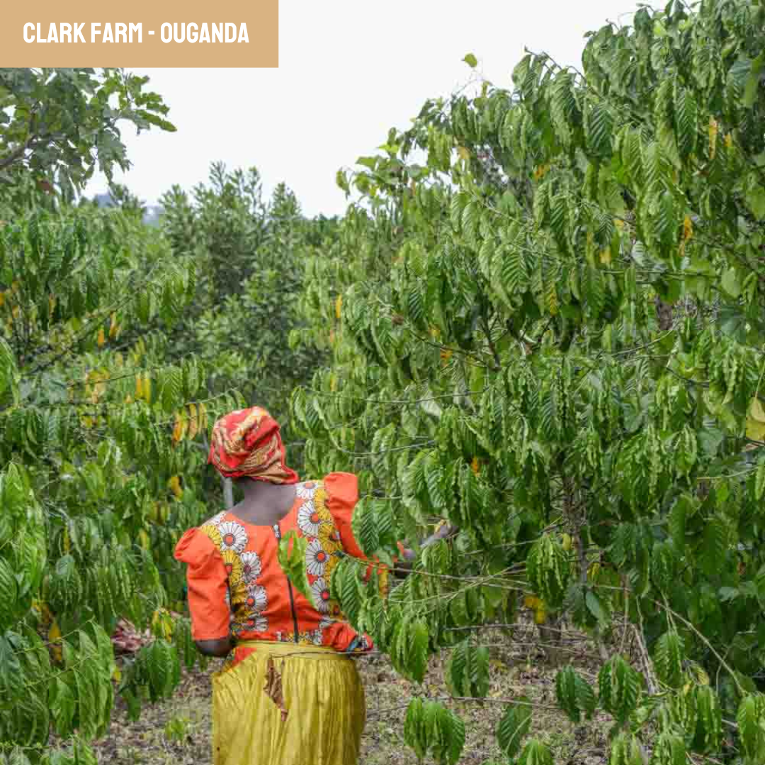CLARK lavé café ouganda