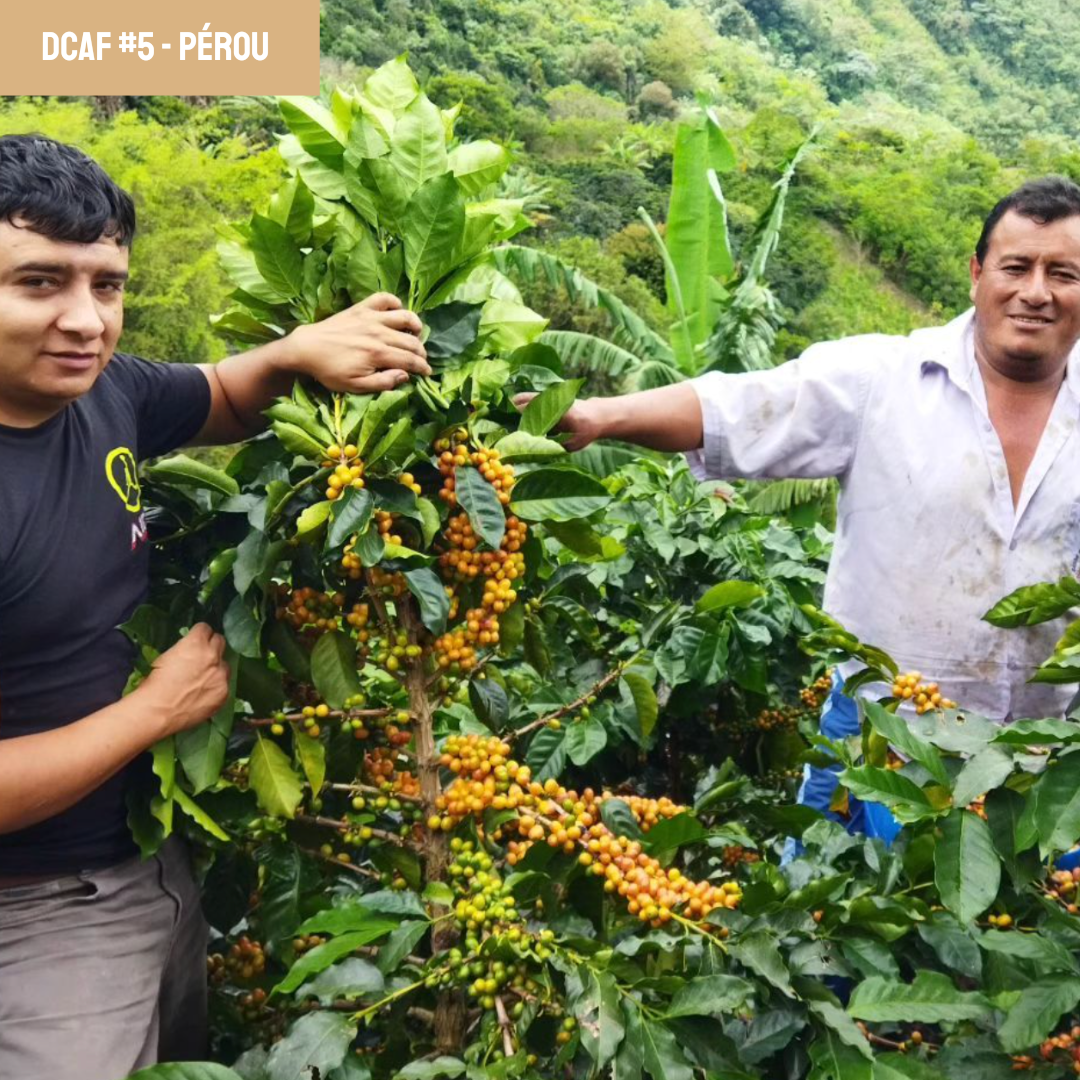 Café décaféiné pérou