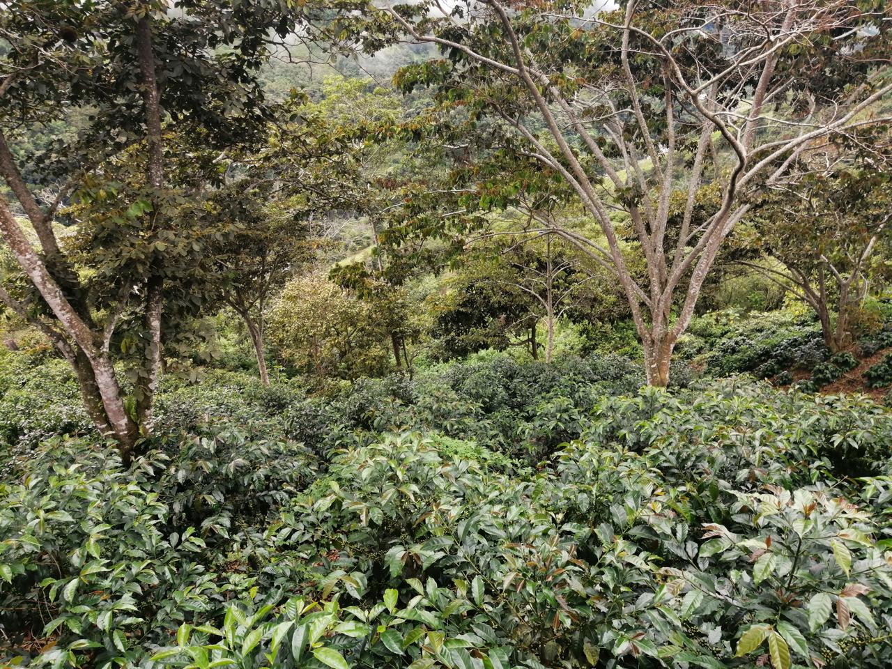 Don Senel | Costa Rica – Image 5