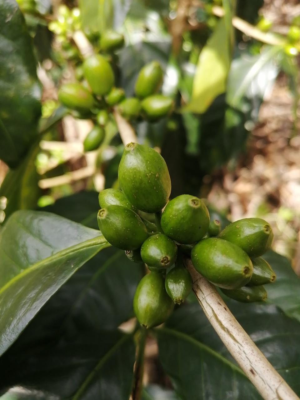 Don Senel | Costa Rica – Image 6