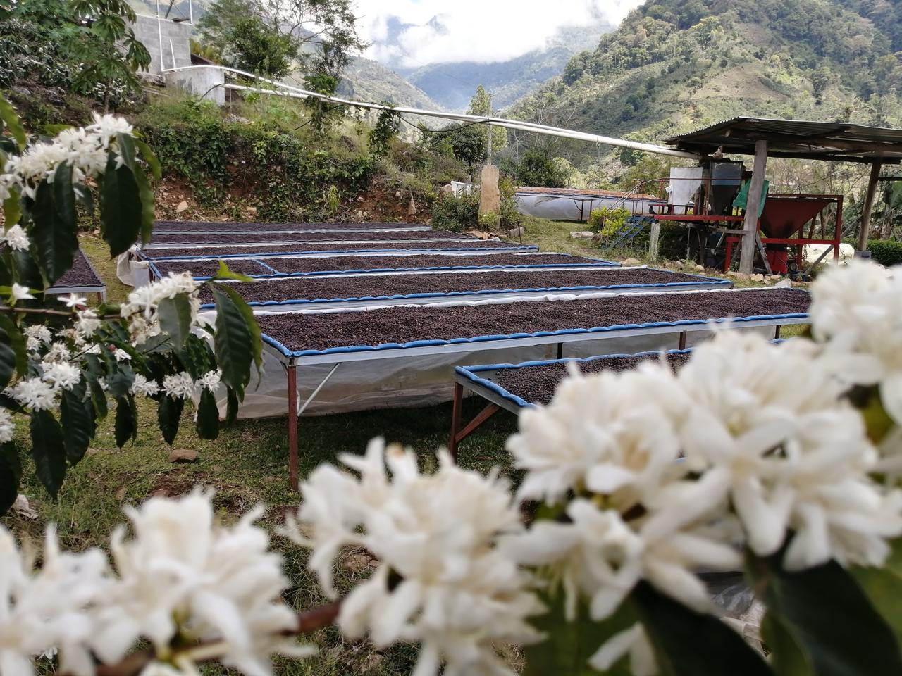 Don Senel | Costa Rica – Image 7
