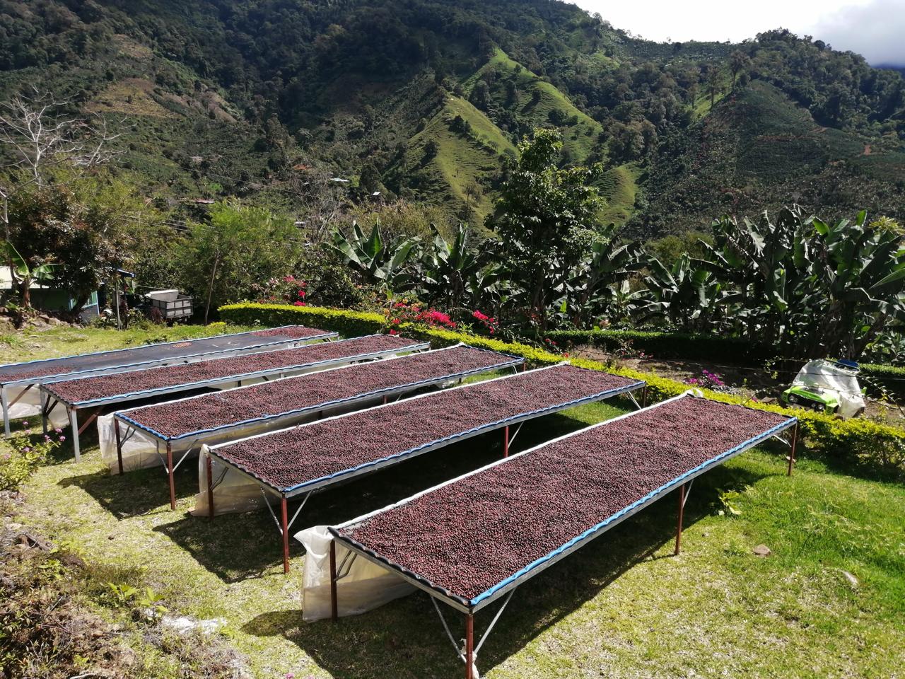 Don Senel | Costa Rica – Image 8